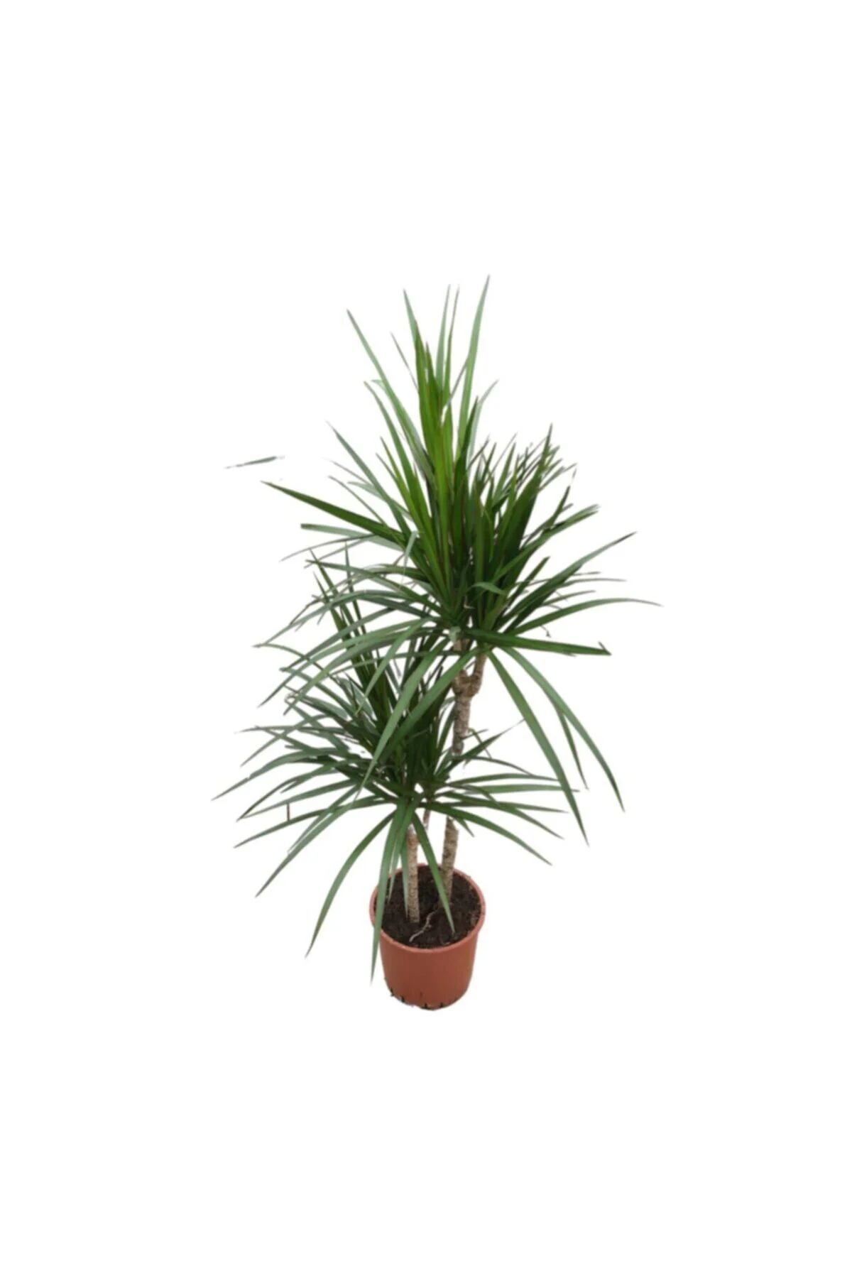 Dracaena Marginata - Ev Ve Ofis Bitkisi