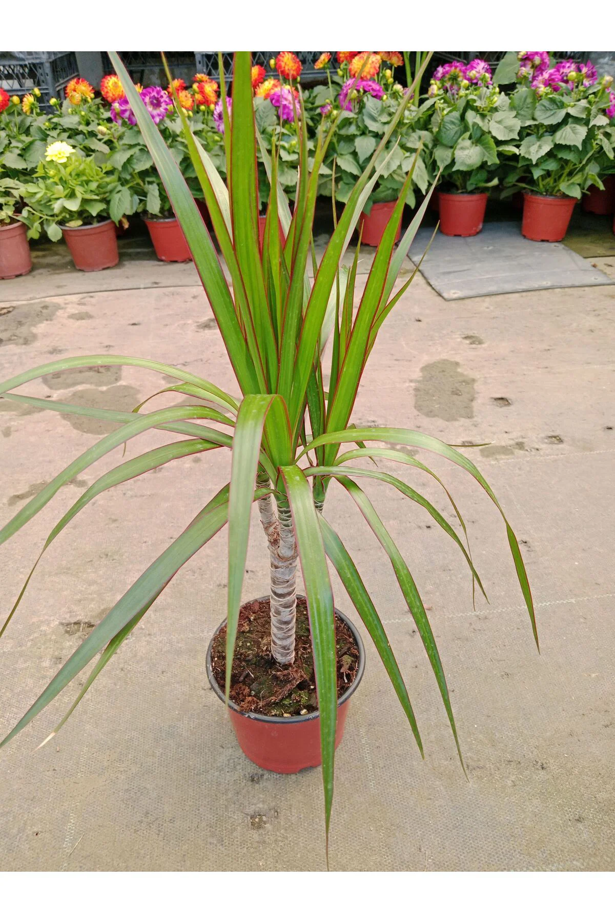 Dracaena Marginata Tekli Ev Salon Ofis Bitkisi 30- 40 cm