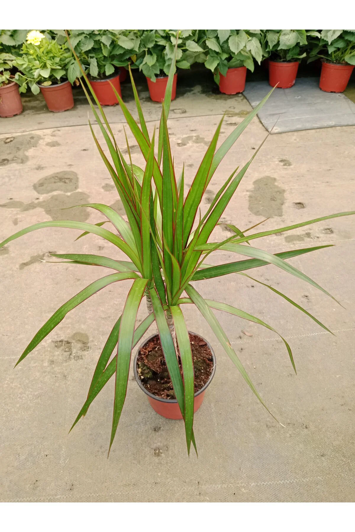 Dracaena Marginata Tekli Ev Salon Ofis Bitkisi 30- 40 cm