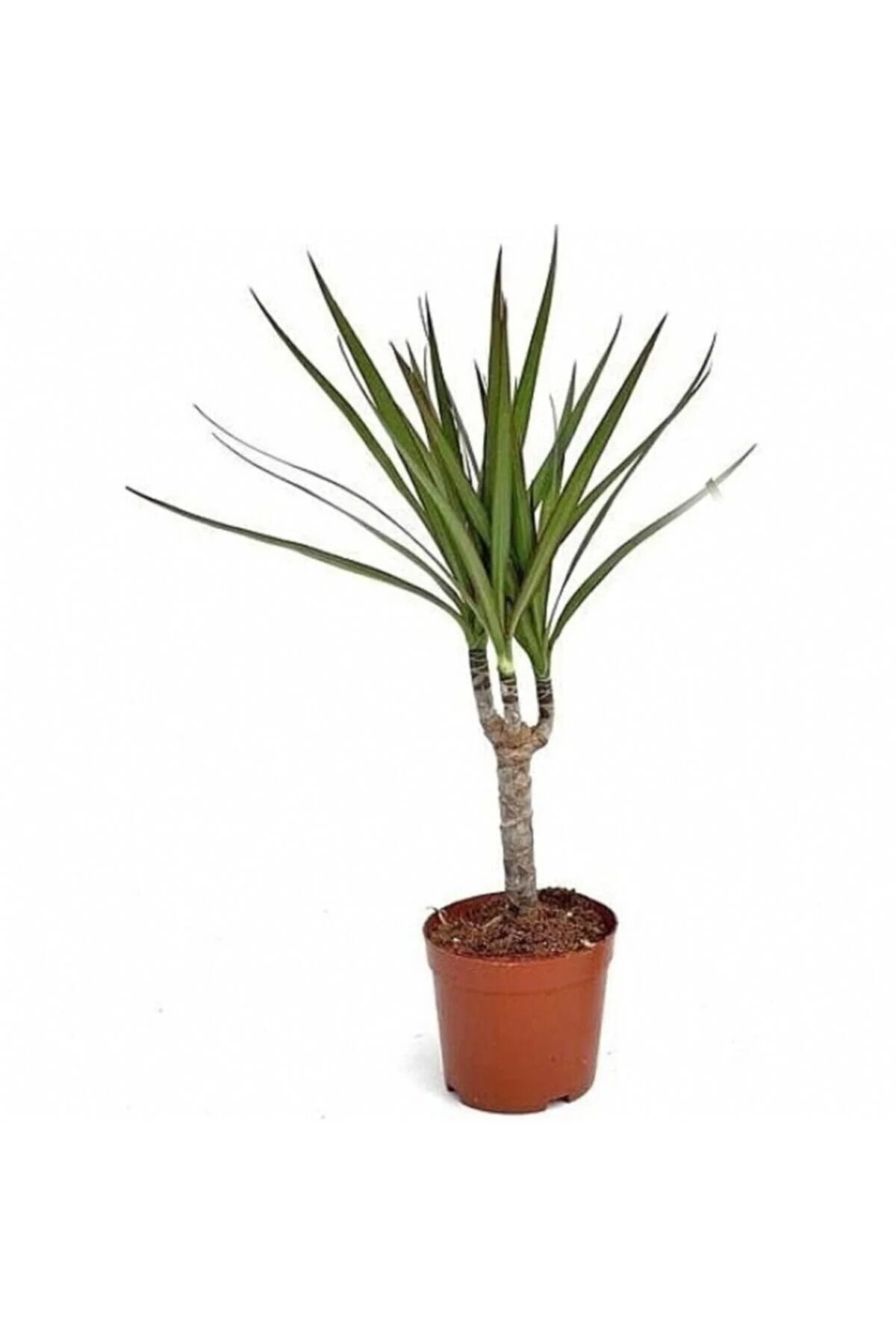 Dracaena Marginata Tek Gövdeli 30 Cm Dracaena Marginata Tek Gövdeli 30 Cm