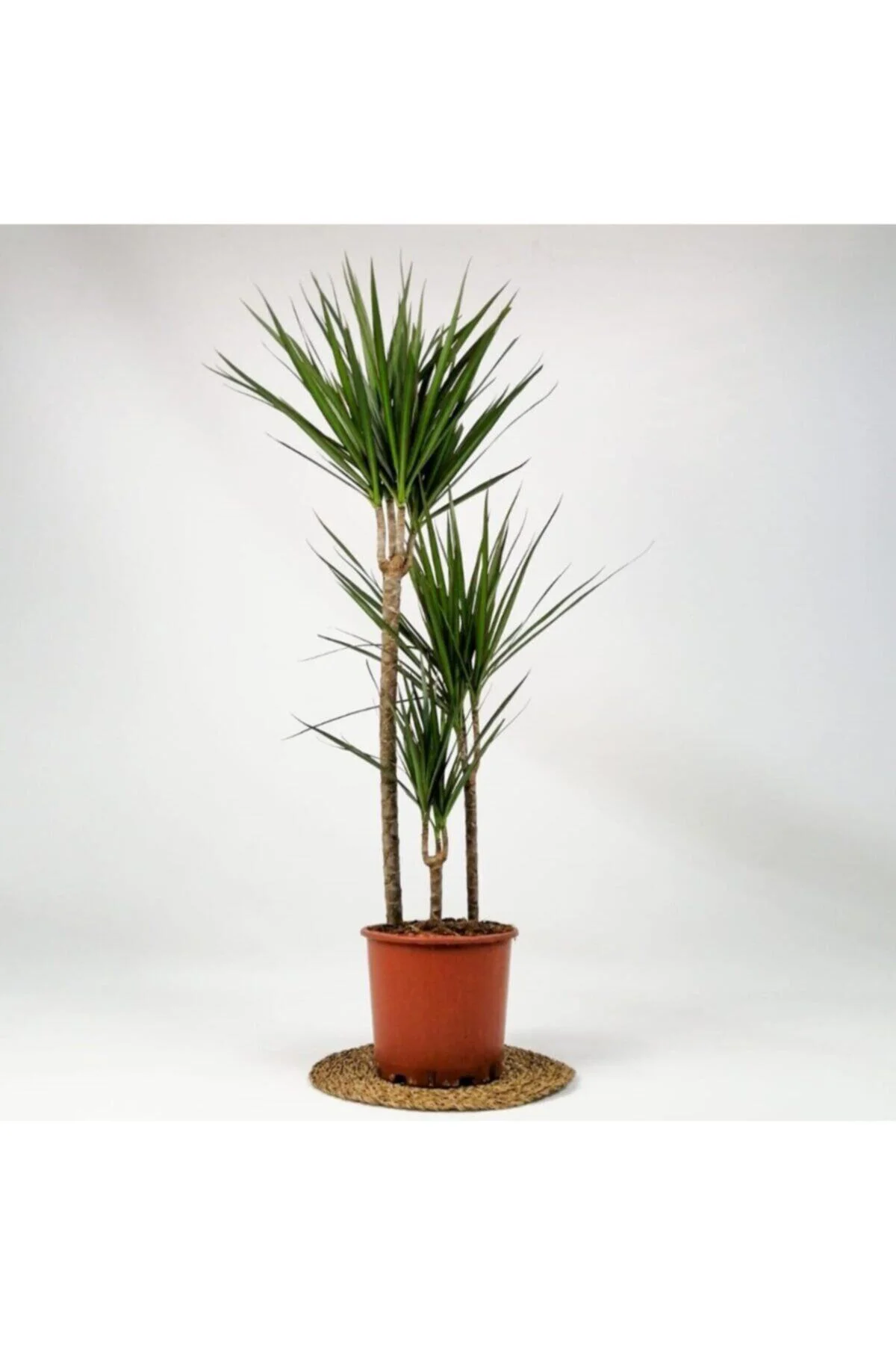 Dracaena Marginata