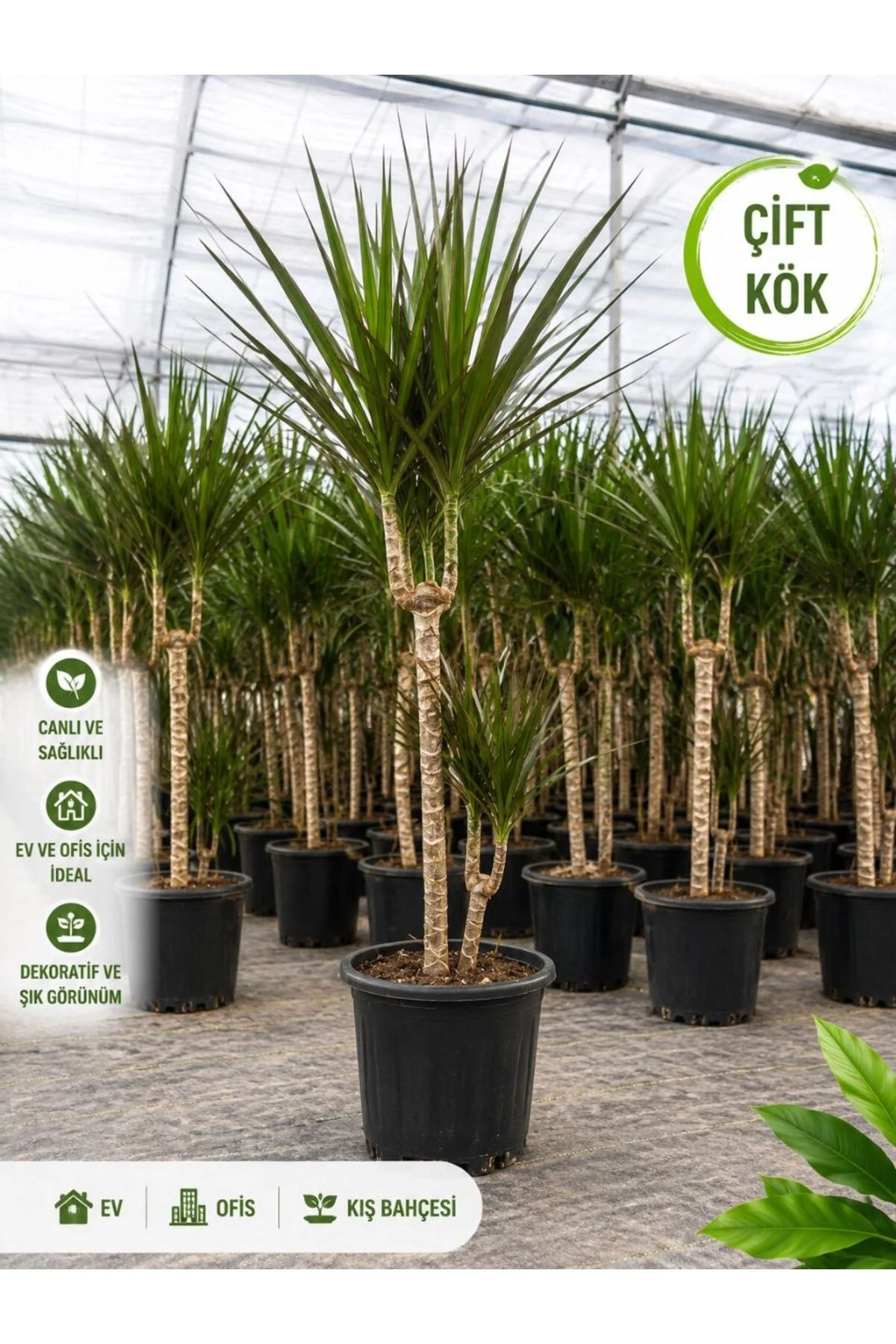Dracaena Marginata