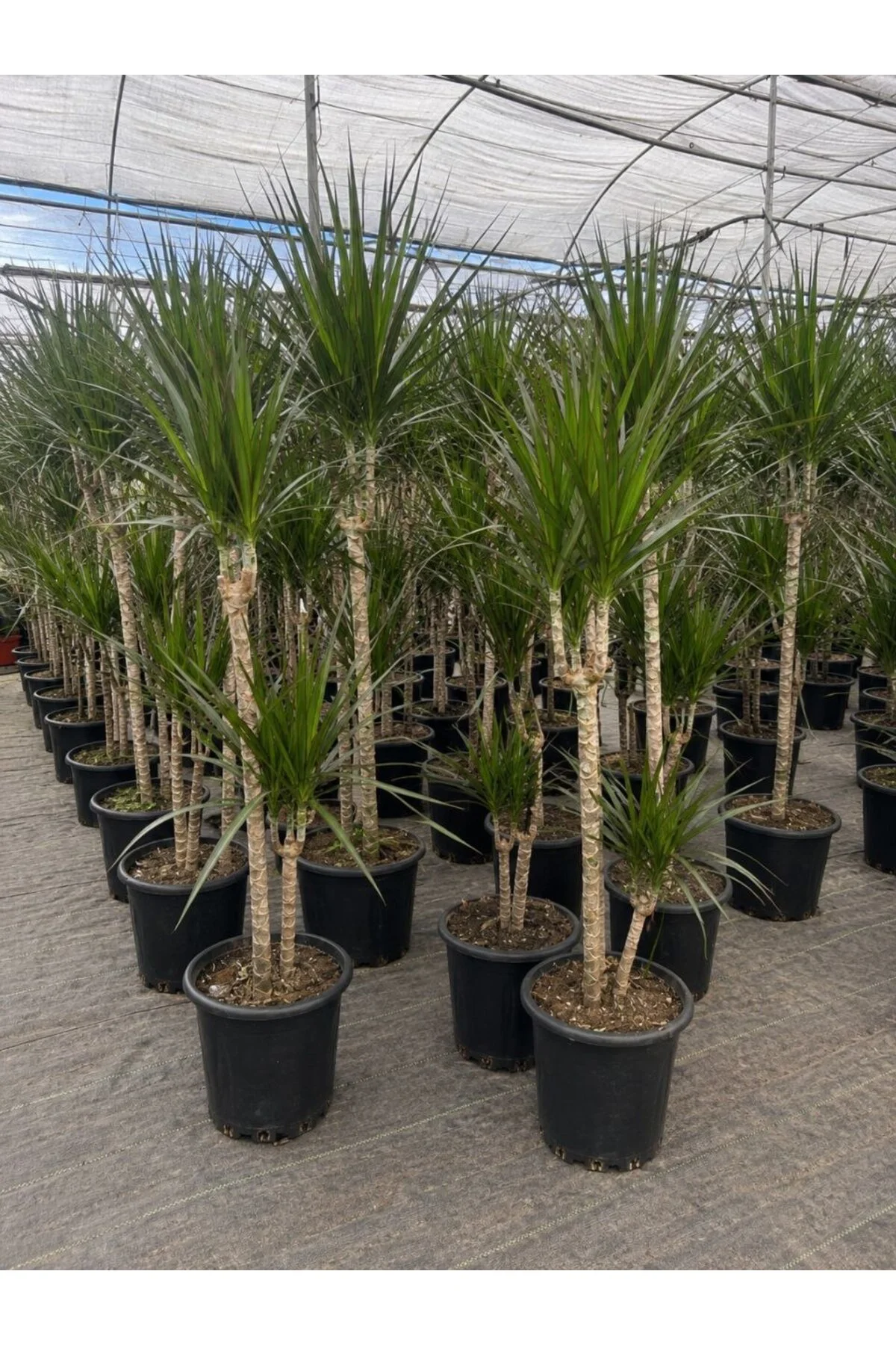 Dracaena Marginata