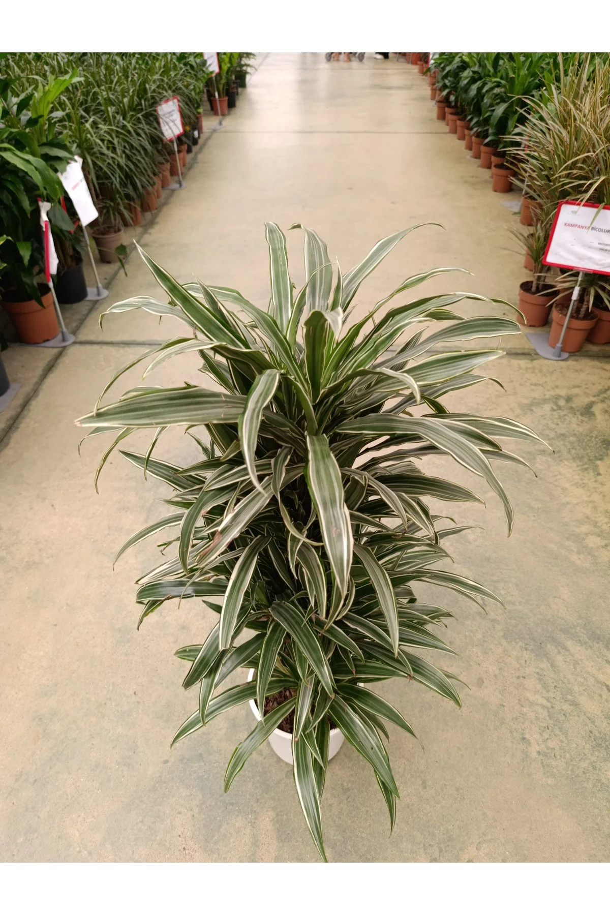 Dracaena Warnecki 8-10 Köklü Bitki
