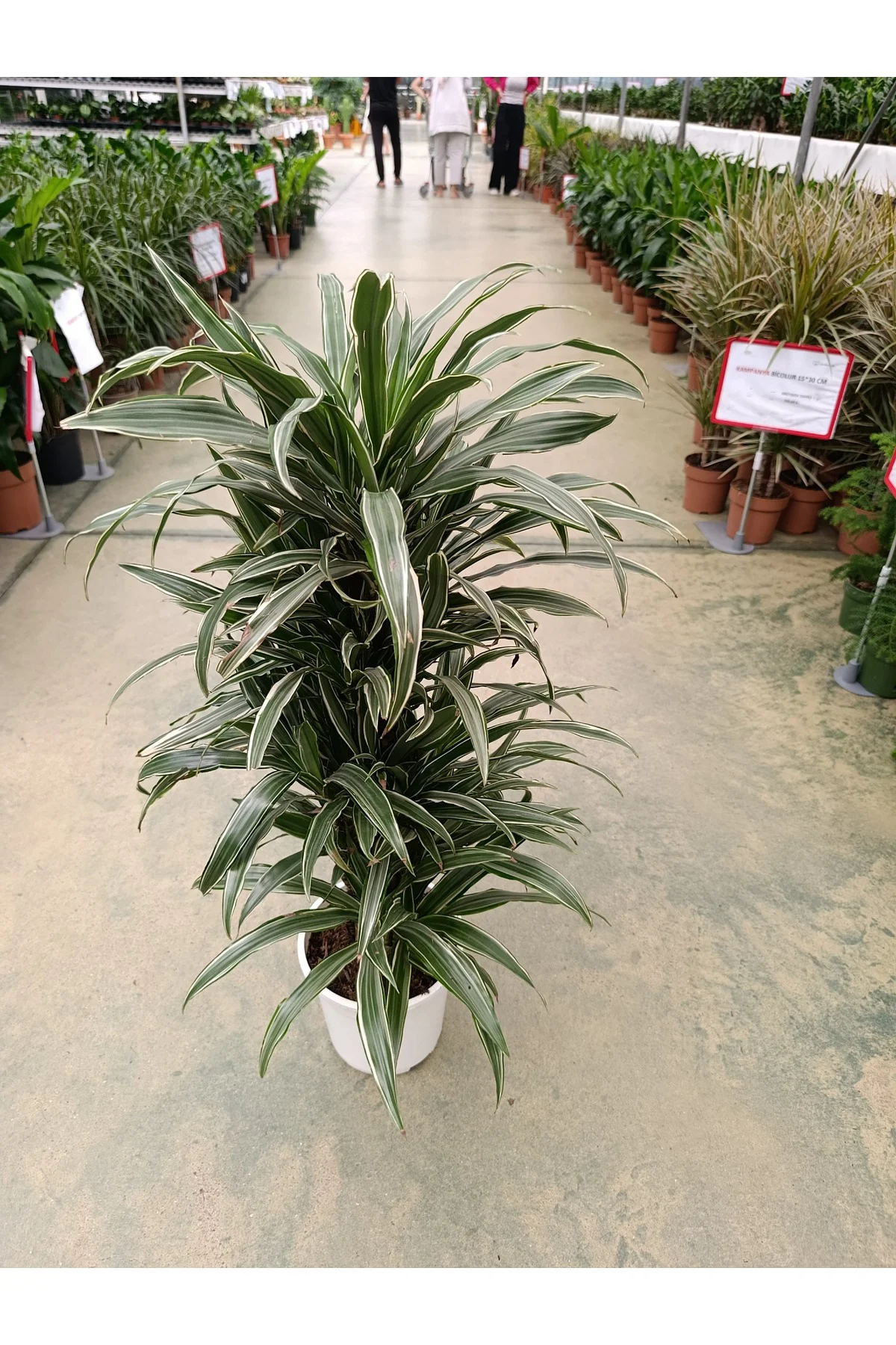 Dracaena Warnecki 8-10 Köklü Bitki