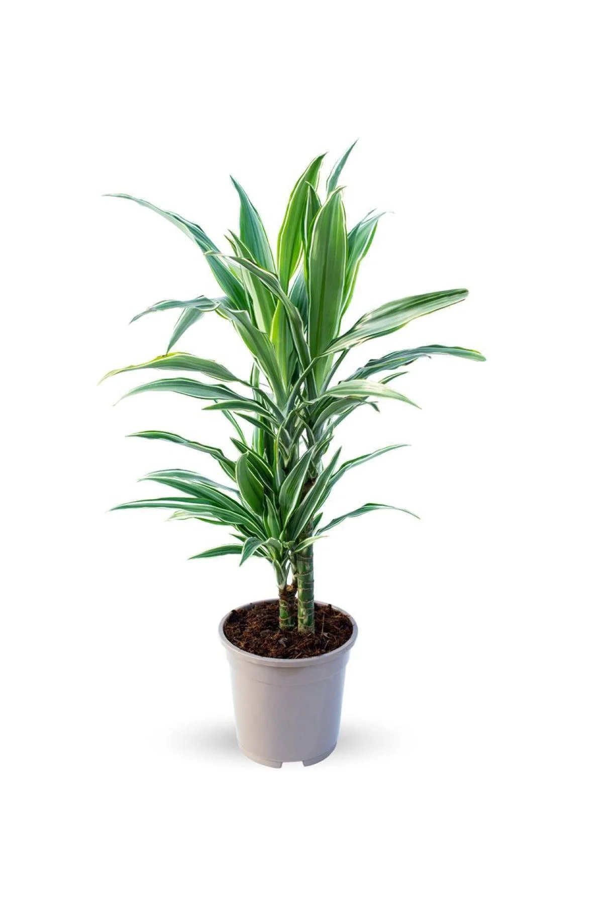 Dracaena Warneckii (ithal) 17cm Ø H:65