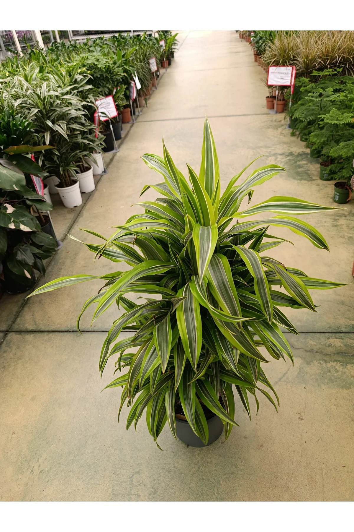 Dracena Lemon Lime - Alacalı Drasenya Bitkisi