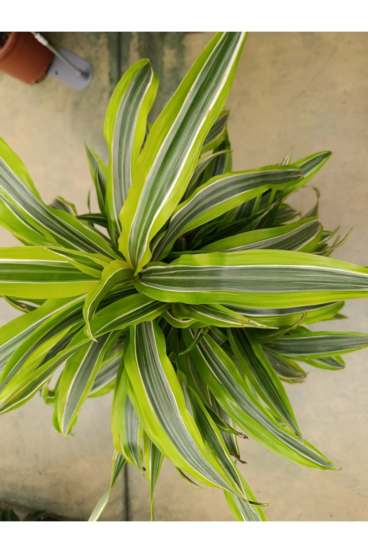 Dracena Lemon Lime - Alacalı Drasenya Bitkisi