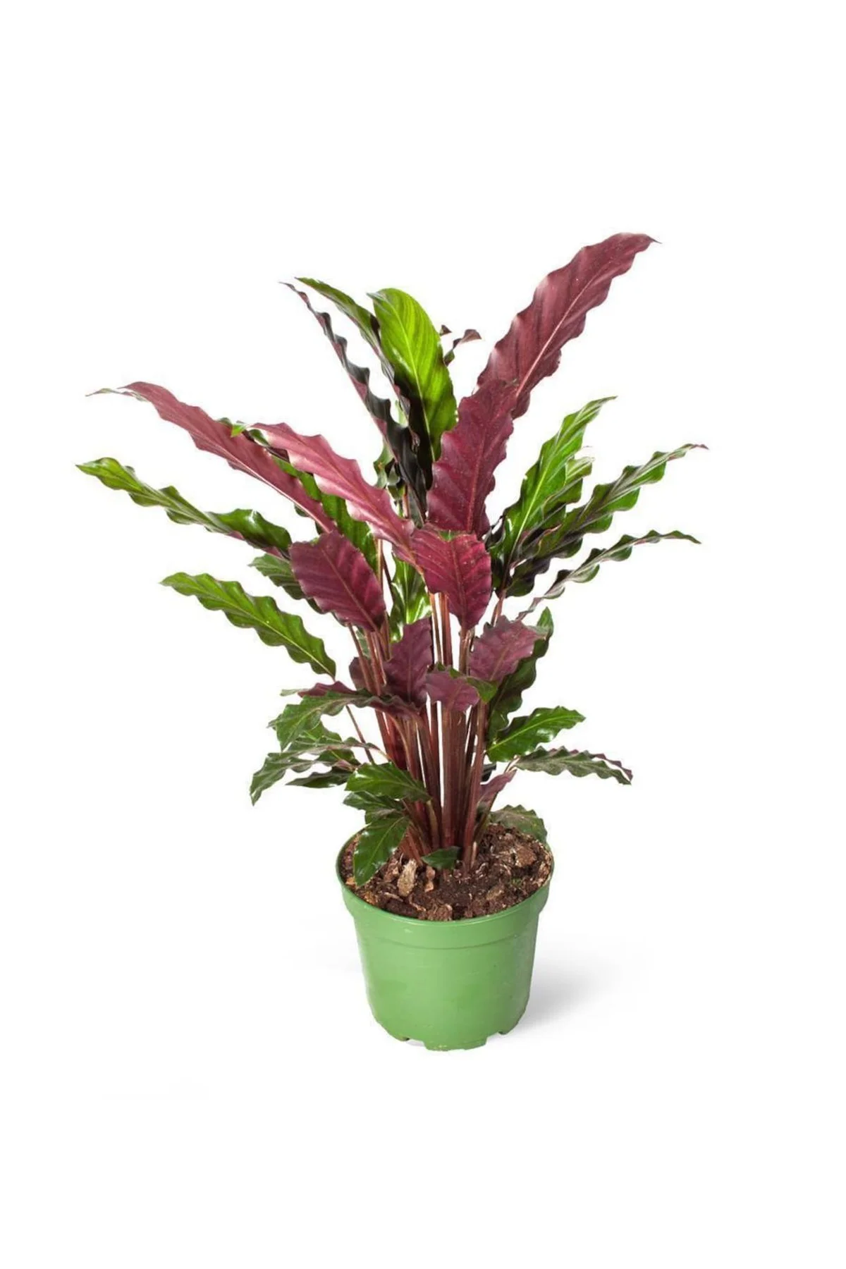 Dua Çiçeği - Calathea Rufibarba Yeşil - Görsel 2