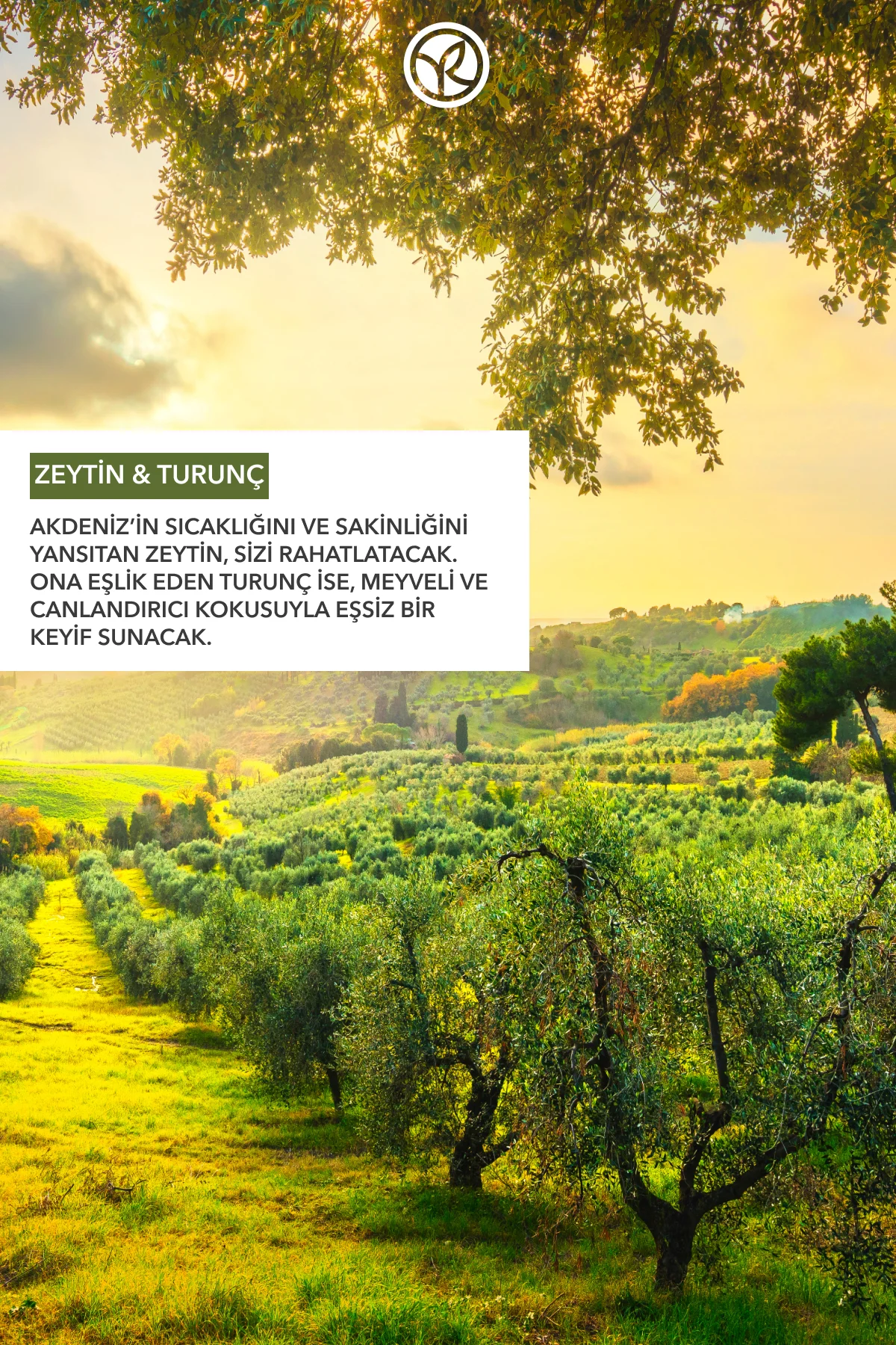 Duş Jeli - Nemlendirici Ferahlatıcı Zeytin Turunç -SLS,SLES İçerm