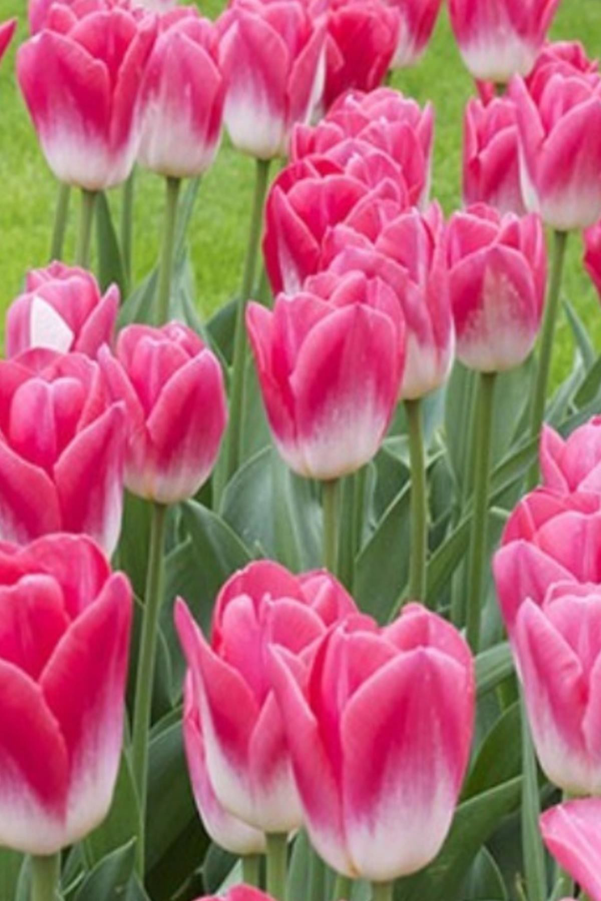 Dynasty Lale Soğanı 10 Adet