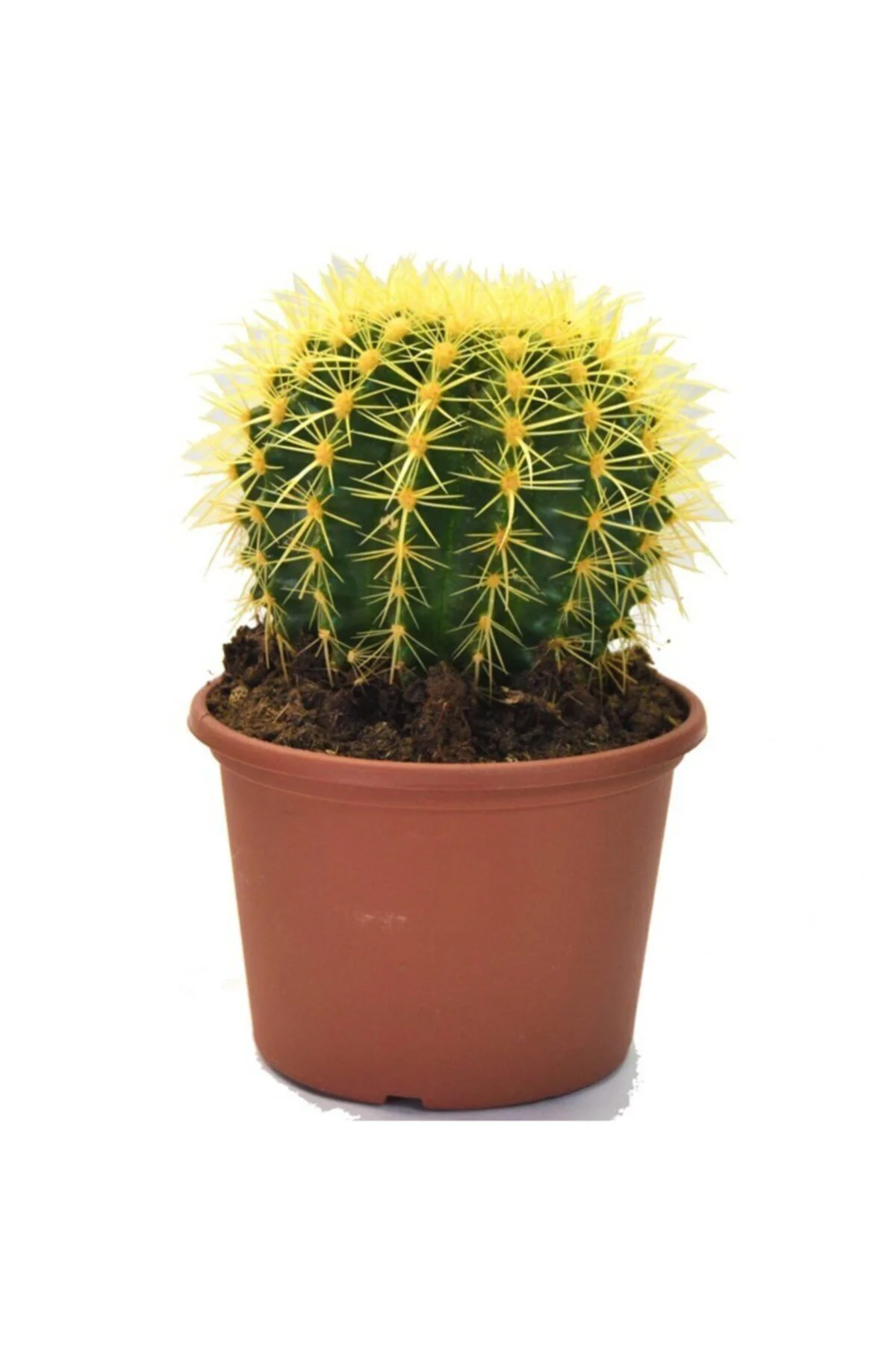 Echinocactus Grusonii Altın Fıçı Radyasyon Emici Kaktüs 12.cm Büy