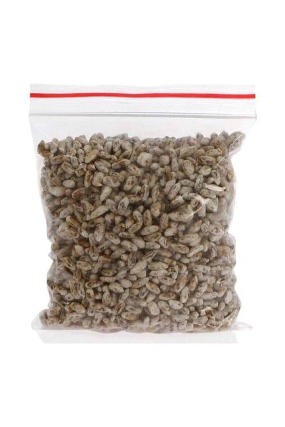 Eğitim Kılavuzu Ve Ekim Poşeti Hediyeli 2000 Adet Istiridye Kavak