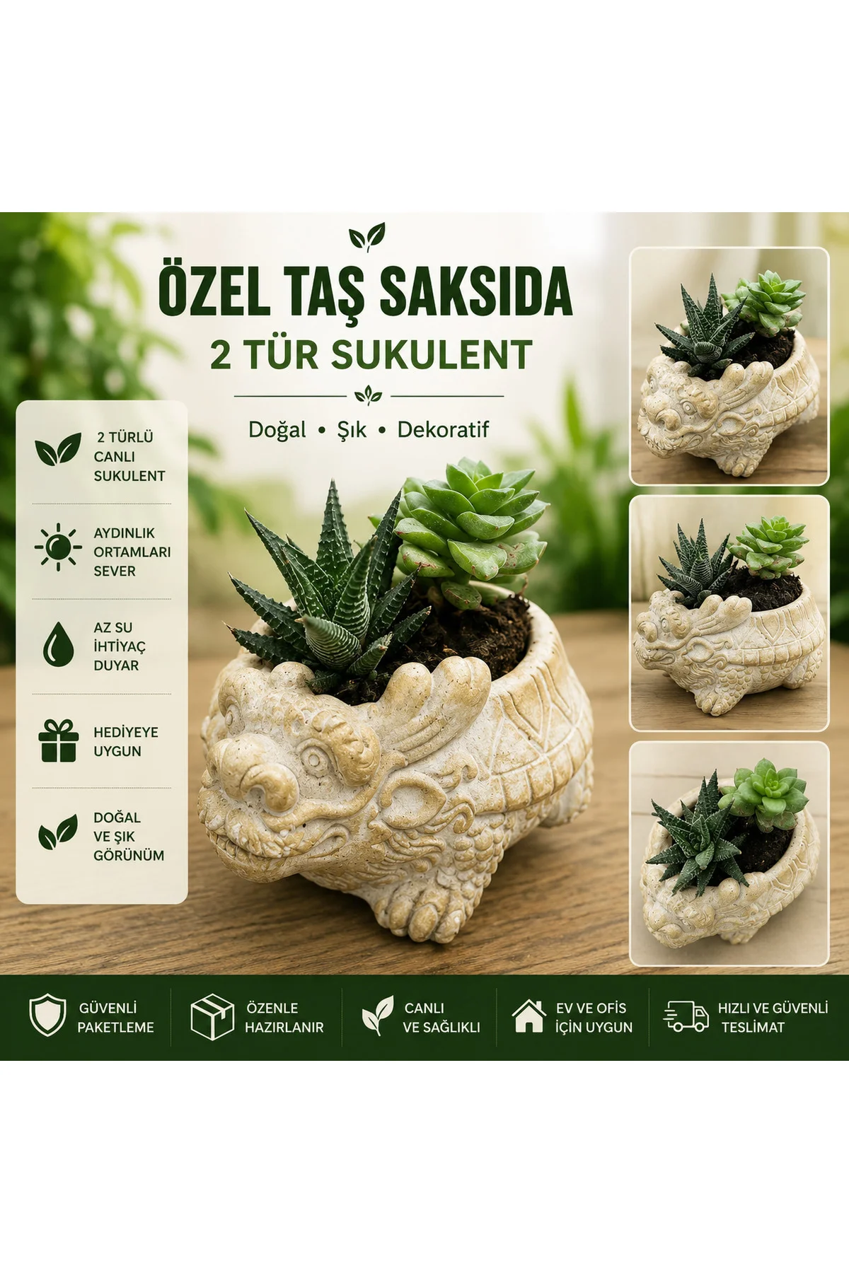 Ejderha Figürlü Taş Saksıda 2 Tür Canlı Sukulent | Dekoratif Hediye Bitkisi