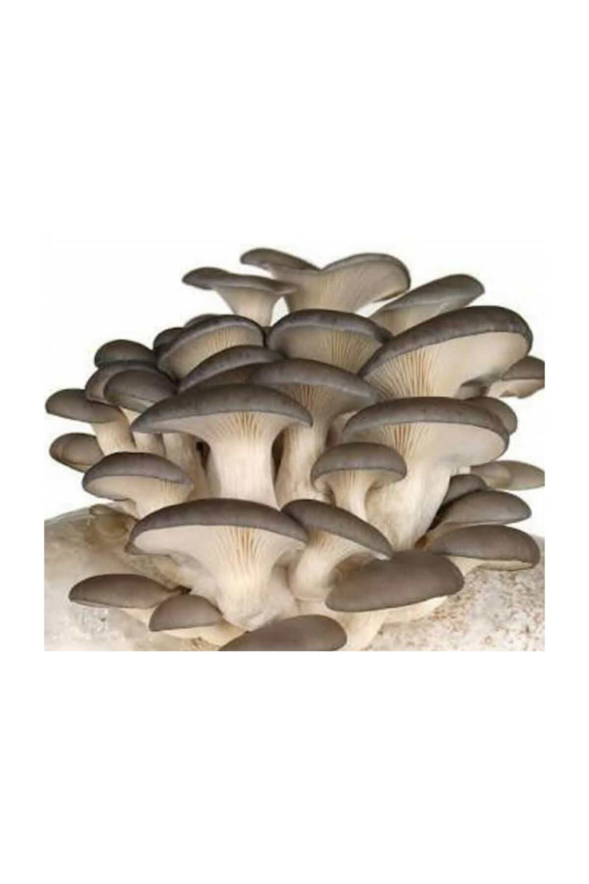 Ekim Torbası Ve Eğitim Kılavuzu Hediyeli 100 Gr Kavak Mantarı Toh