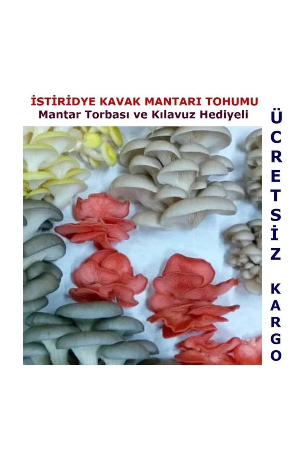 Ekim Torbası Ve Eğitim Kılavuzu Hediyeli 100 Gr Istiridye Mantarı