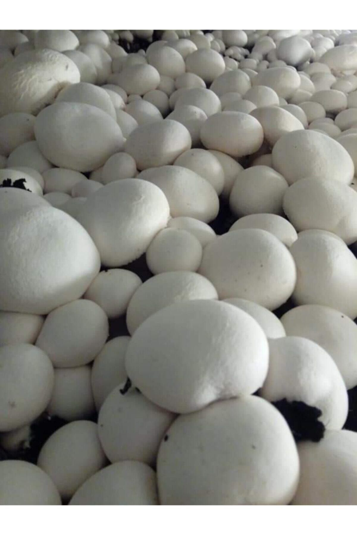 En Az 30.000 Adet Kültür Mantarı Tohumu, Ekim Poşetleri Ve Eğitim