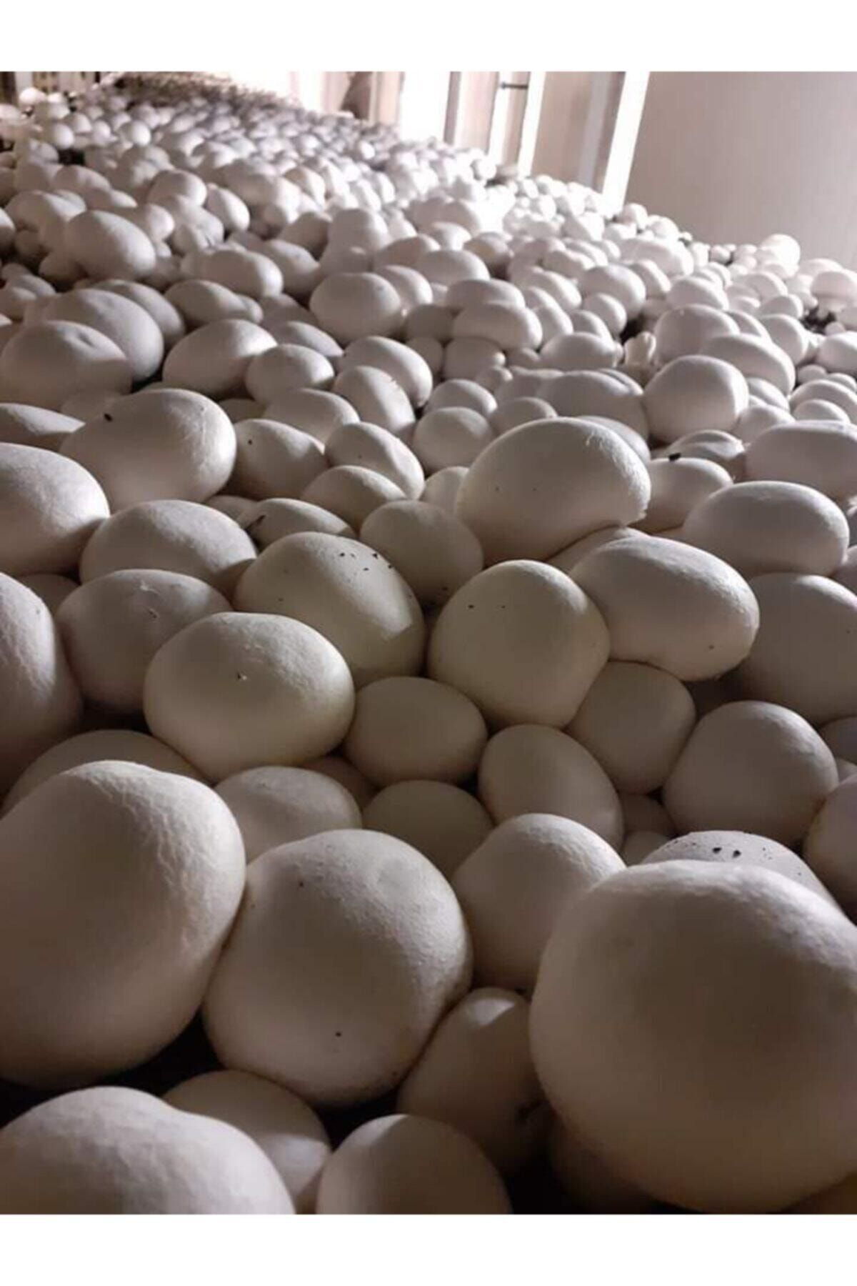 En Az 30.000 Adet Kültür Mantarı Tohumu, Ekim Poşetleri Ve Eğitim