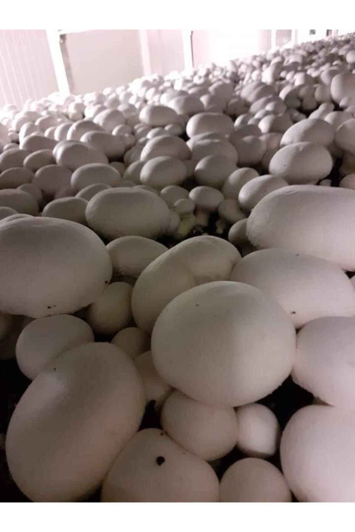 En Az 30.000 Adet Kültür Mantarı Tohumu, Ekim Poşetleri Ve Eğitim