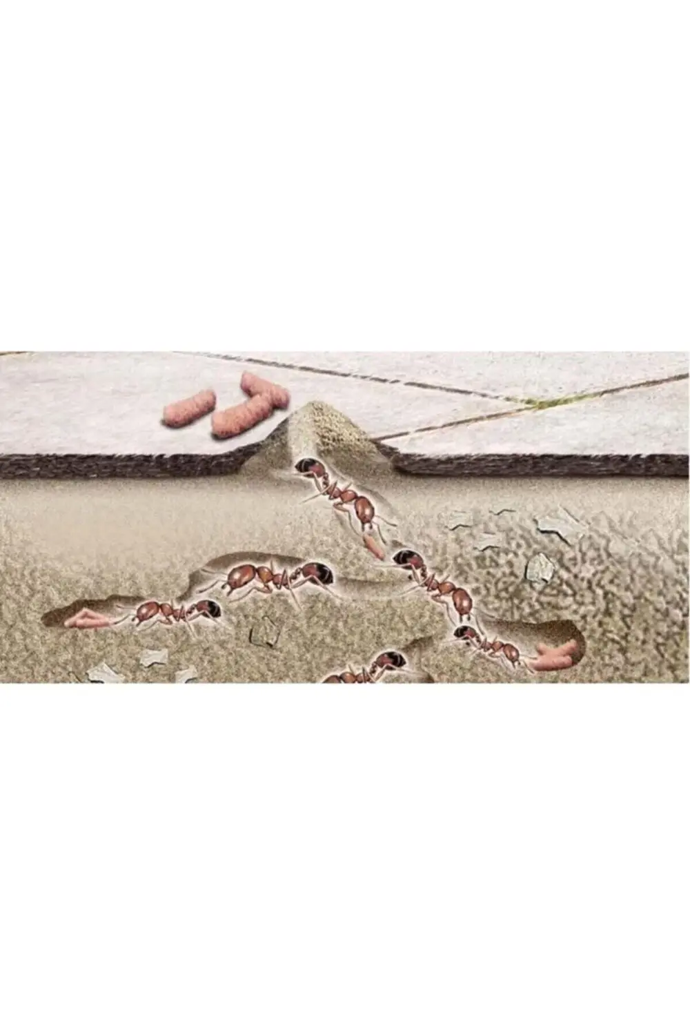 Envu Habitro Karınca Ilacı Yemi 80 gr