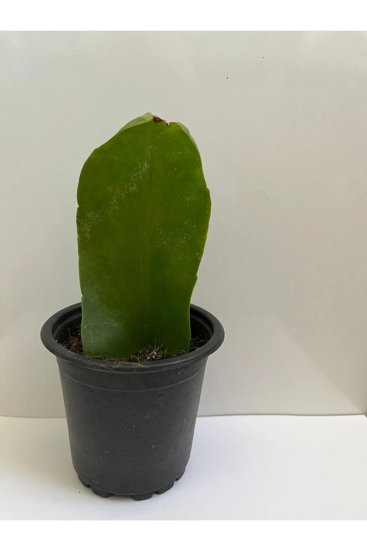 Epiphyllum Oxpetalum Bir Gecelik Gelin Beyaz Atlas 8cm saksılı