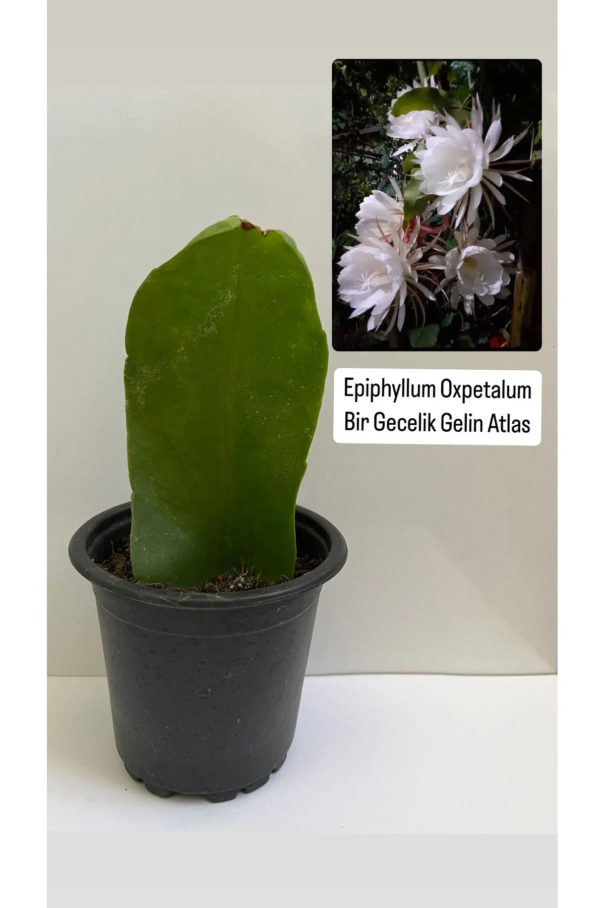Epiphyllum Oxpetalum Bir Gecelik Gelin Beyaz Atlas 8cm saksılı
