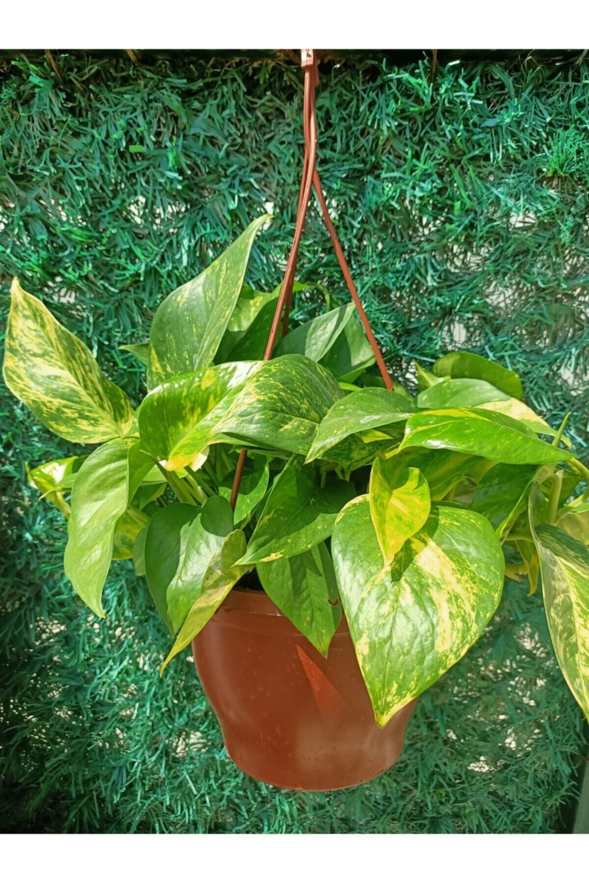 Epipremnum Aureum - Patos Salon Sarmaşık Askılı / Ev, Ofis, Salon