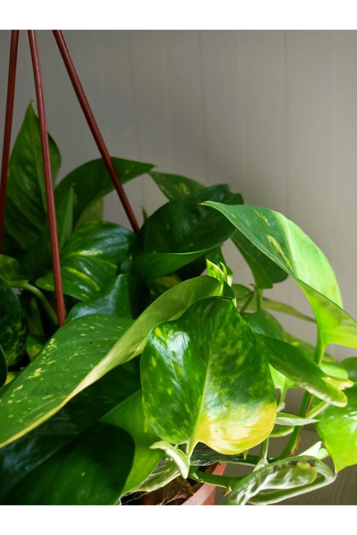 Epipremnum Aureum - Patos Salon Sarmaşık Askılı / Ev, Ofis, Salon