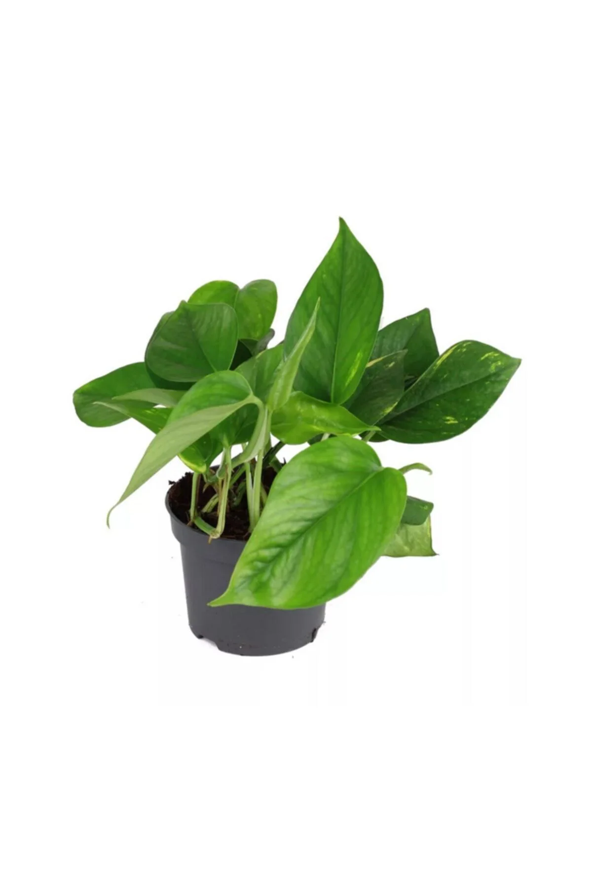 Epipremnum Potos Sarmaşığı Bitkisi Ev Bitkisi Ofis Bitkisi 10-20 