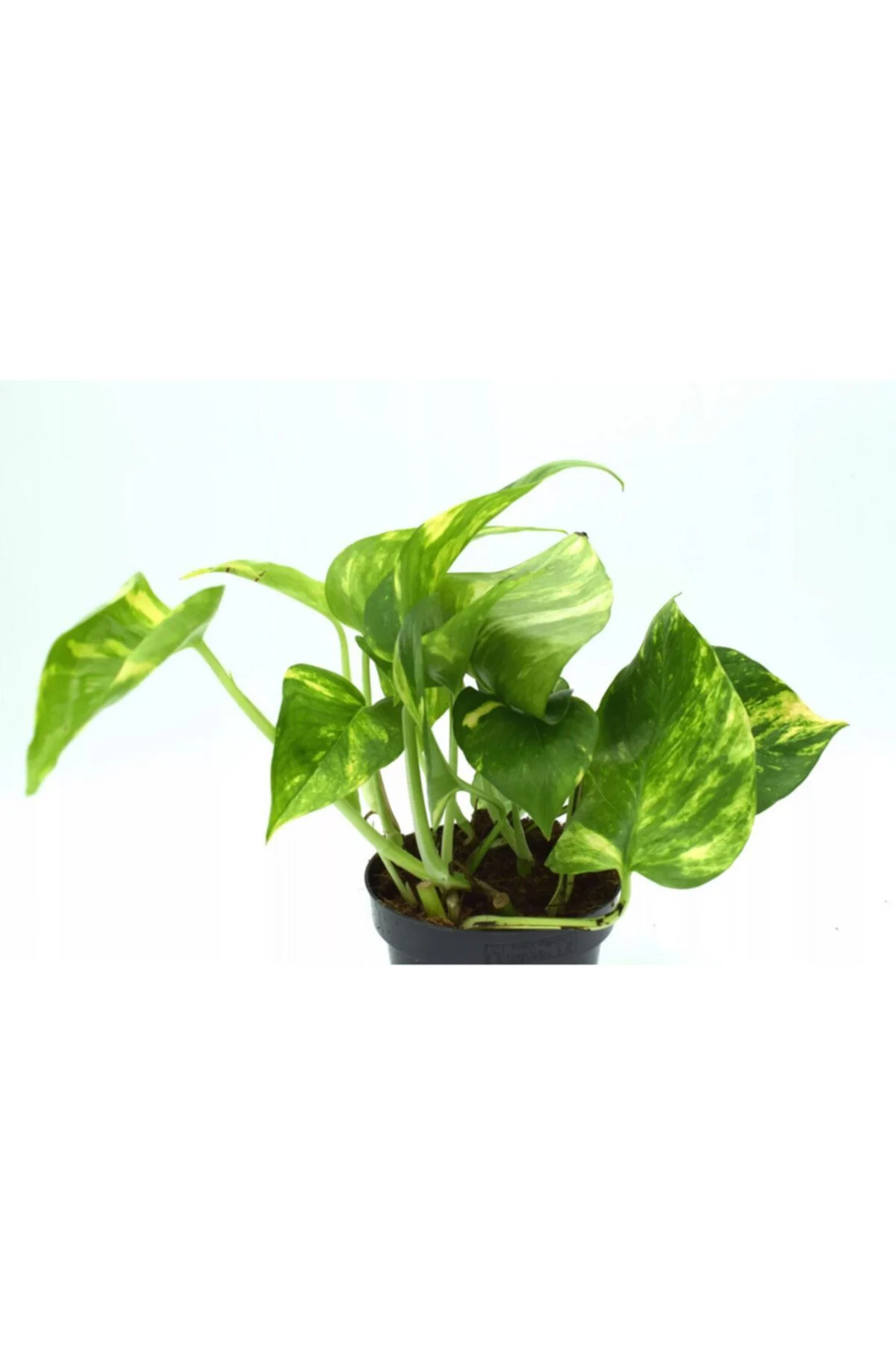 Epipremnum Potos Sarmaşığı Bitkisi Ev Bitkisi Ofis Bitkisi 10-20 