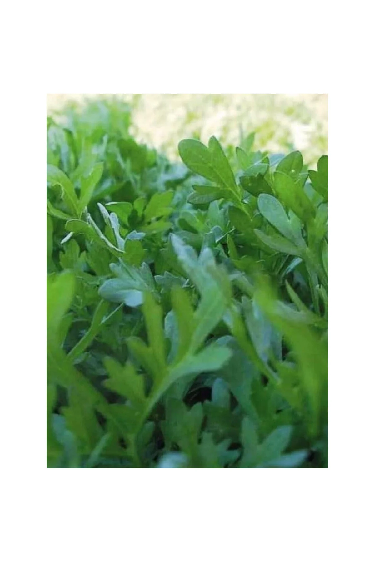 Erdem Garden Doğal Yeşillik Kıl Tere 1000 Ad. Tohum