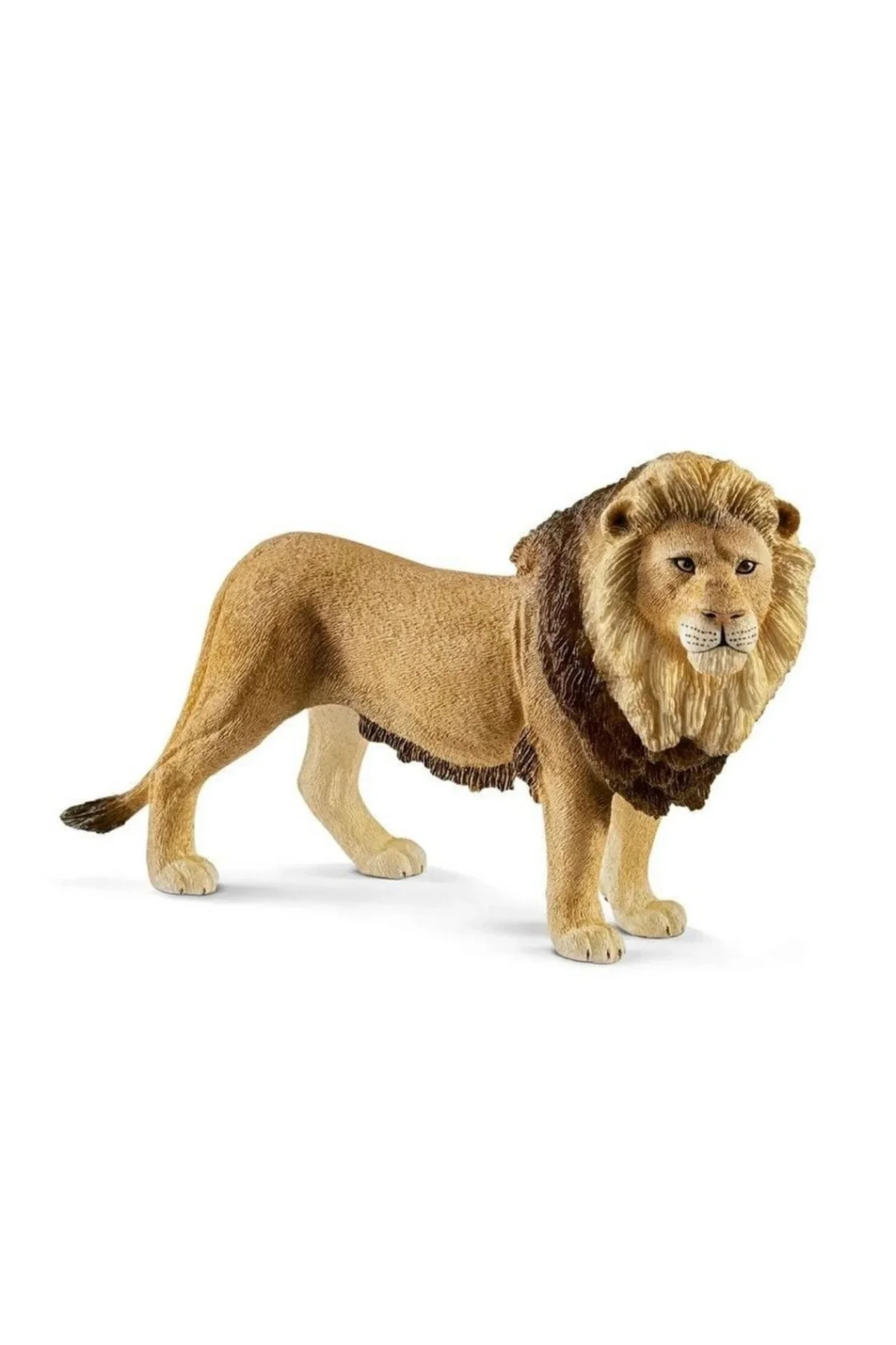 Erkek Aslan