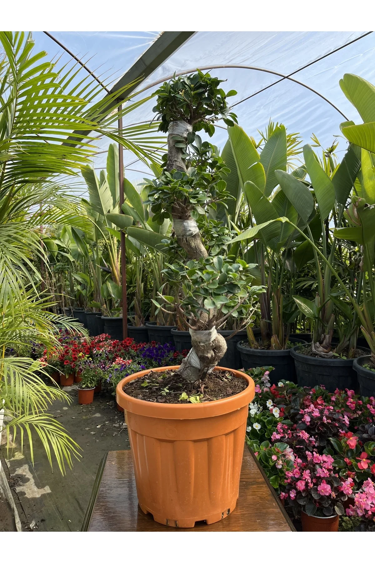 Es Bonsai Es Bonsai - Görsel 2