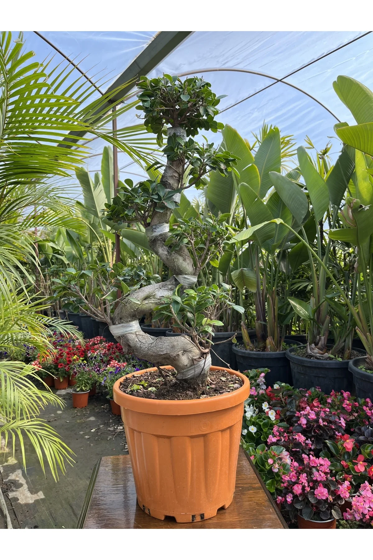 Es Bonsai Es Bonsai