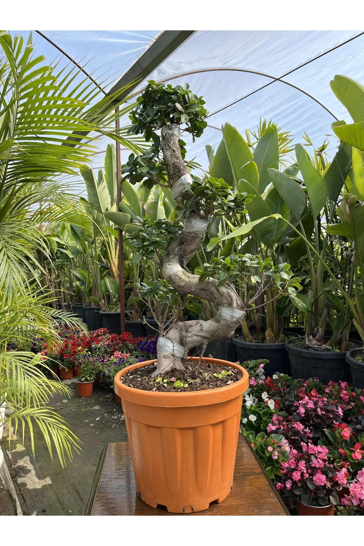 Es Bonsai Es Bonsai - Görsel 3