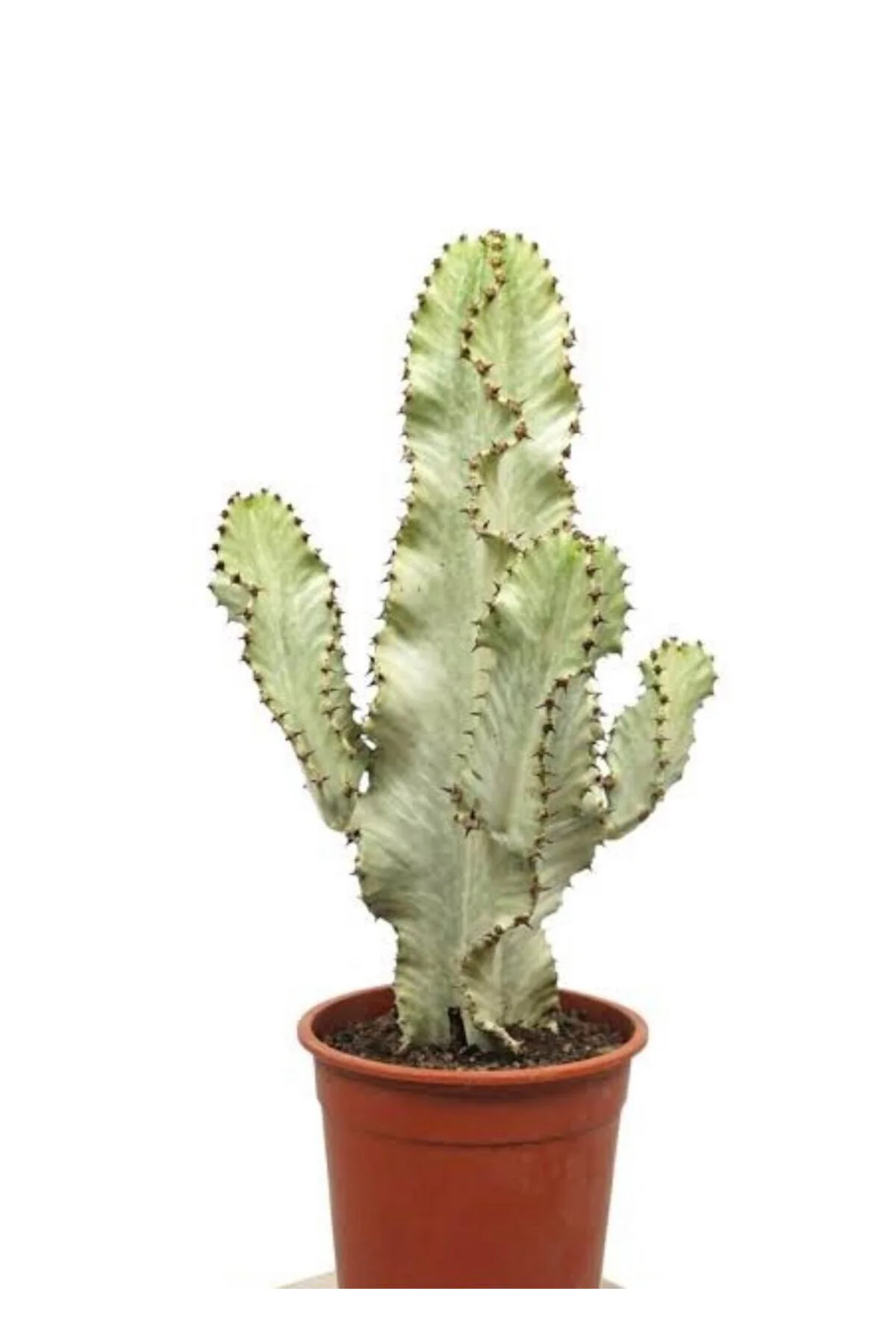 euphorbia ingens variegata büyük - Görsel 3