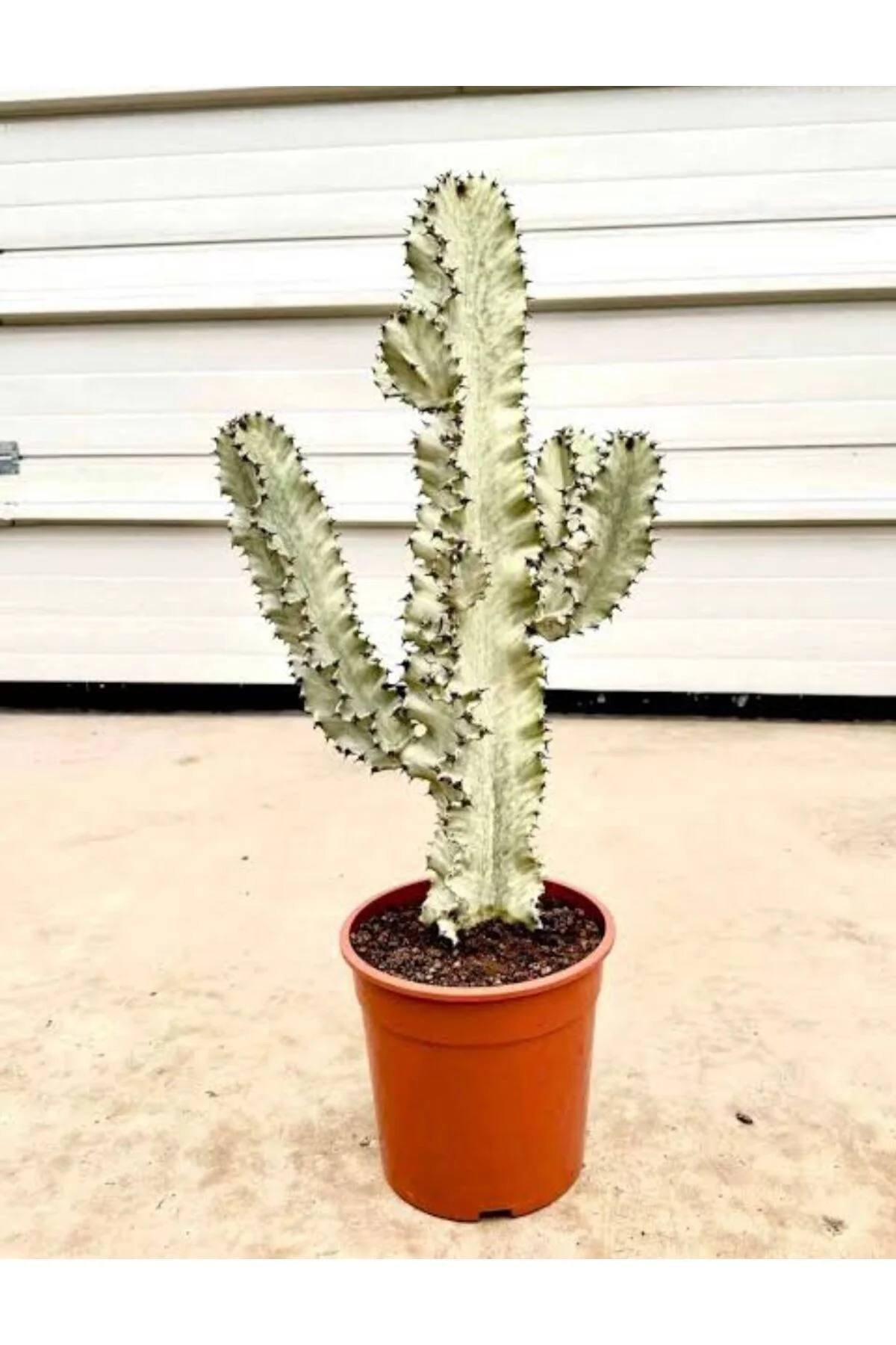 euphorbia ingens variegata büyük