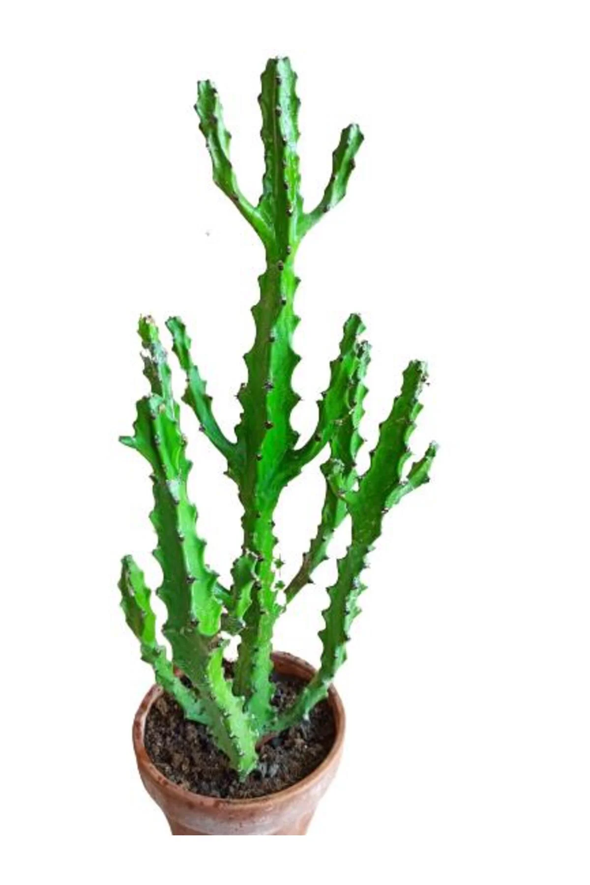Euphorbia Najuneranatanii - 90 Cm - Görsel 3
