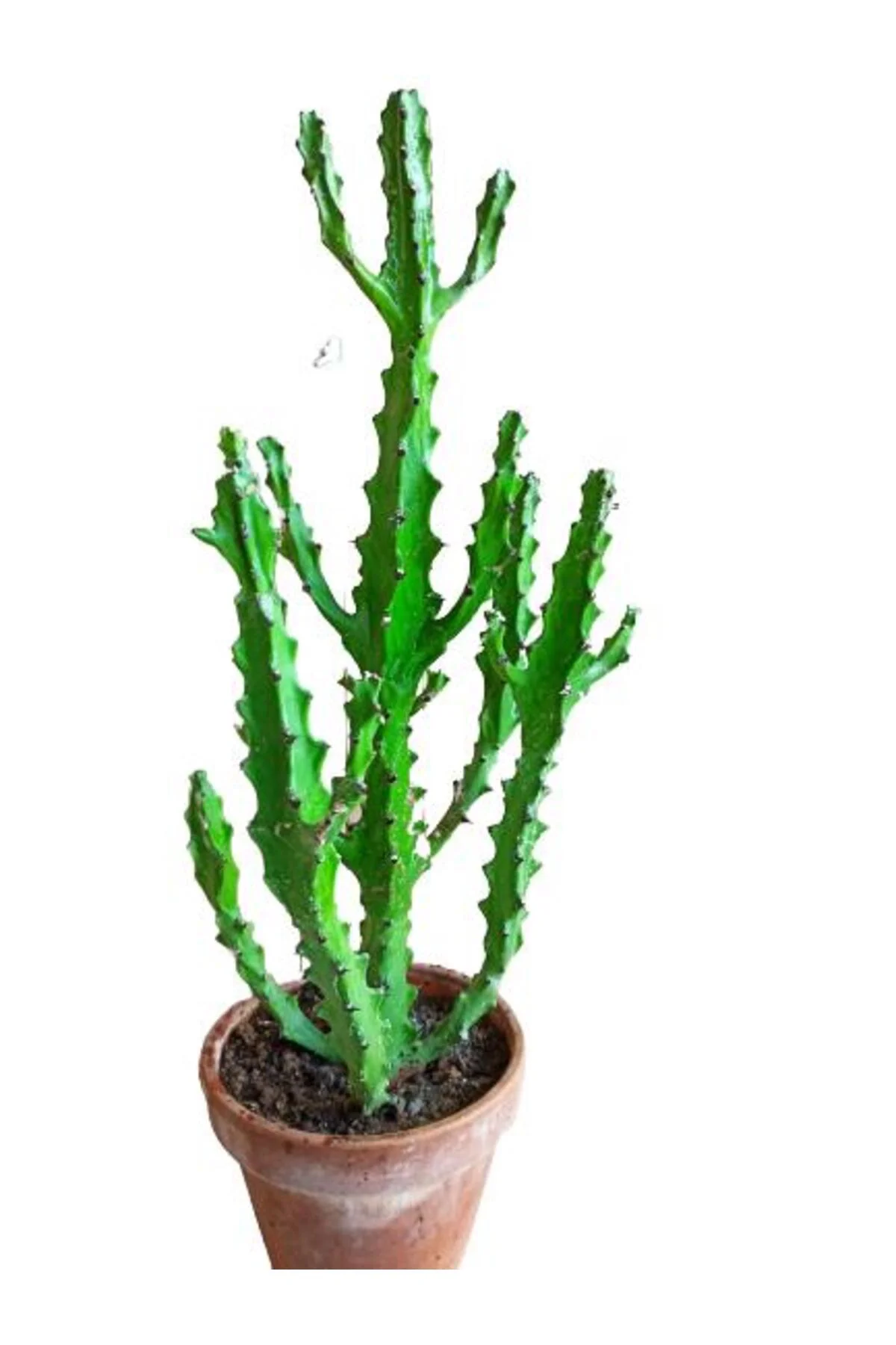 Euphorbia Najuneranatanii - 90 Cm - Görsel 2