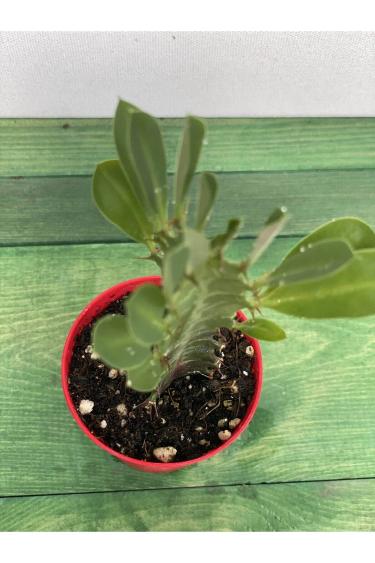 Euphorbia Trigona Rubra Yesil -süt Ağacı - 5.5 Cm Saksı Euphorbia Trigona Rubra Yesil -süt Ağacı - 5.5 Cm Saksı