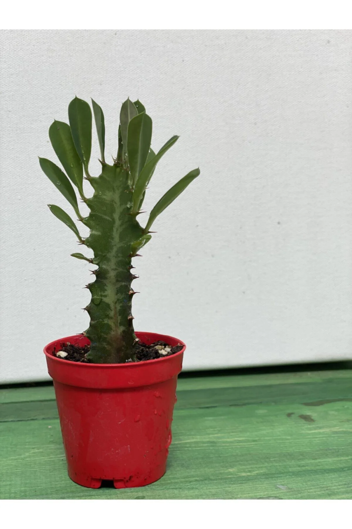 Euphorbia Trigona Rubra Yesil -süt Ağacı - 5.5 Cm Saksı Euphorbia Trigona Rubra Yesil -süt Ağacı - 5.5 Cm Saksı
