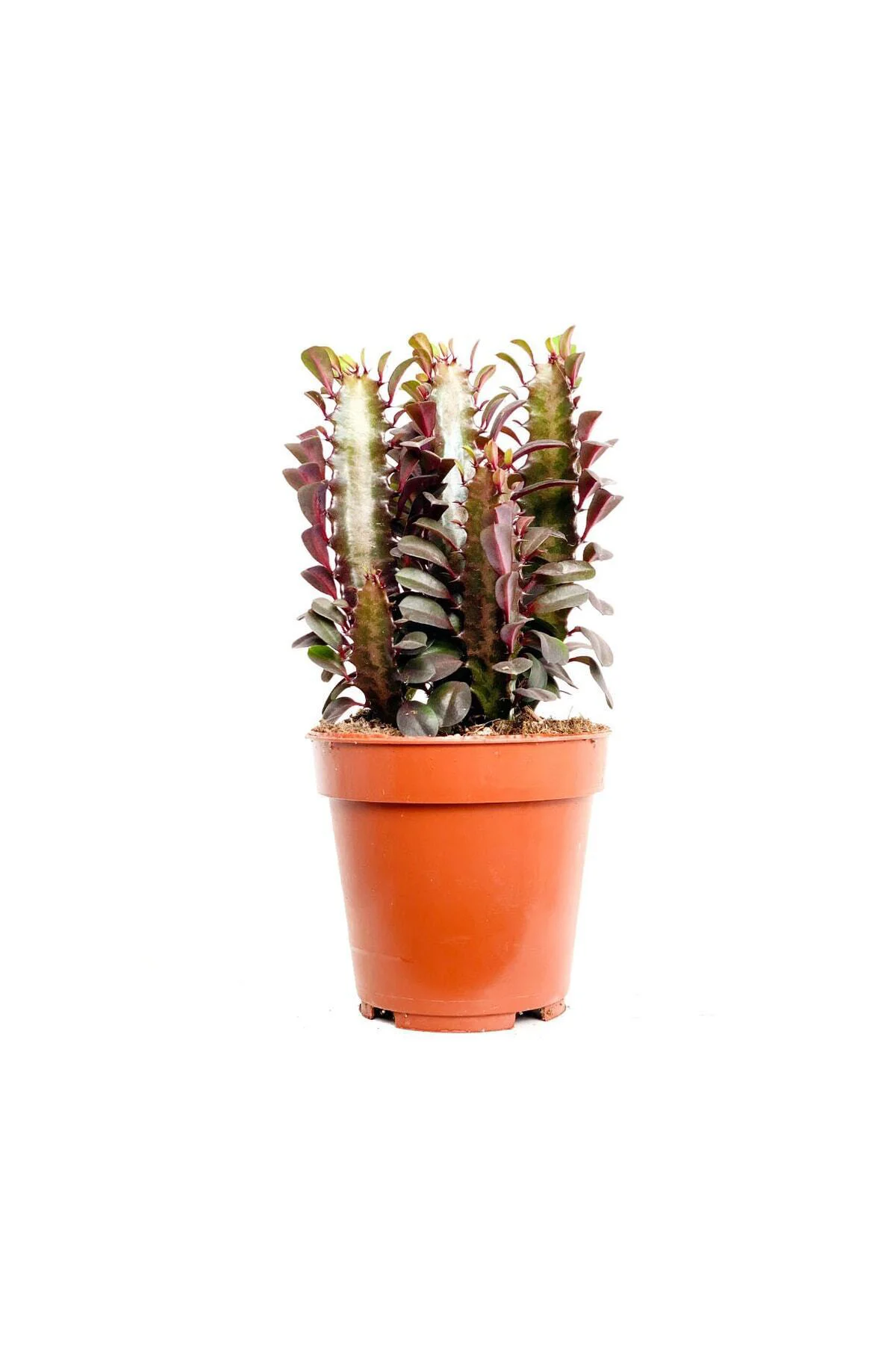 Euphorbia Trigona Rubra - Kırmızı Süt Ağacı - Ev Ofis Salon Iç Me