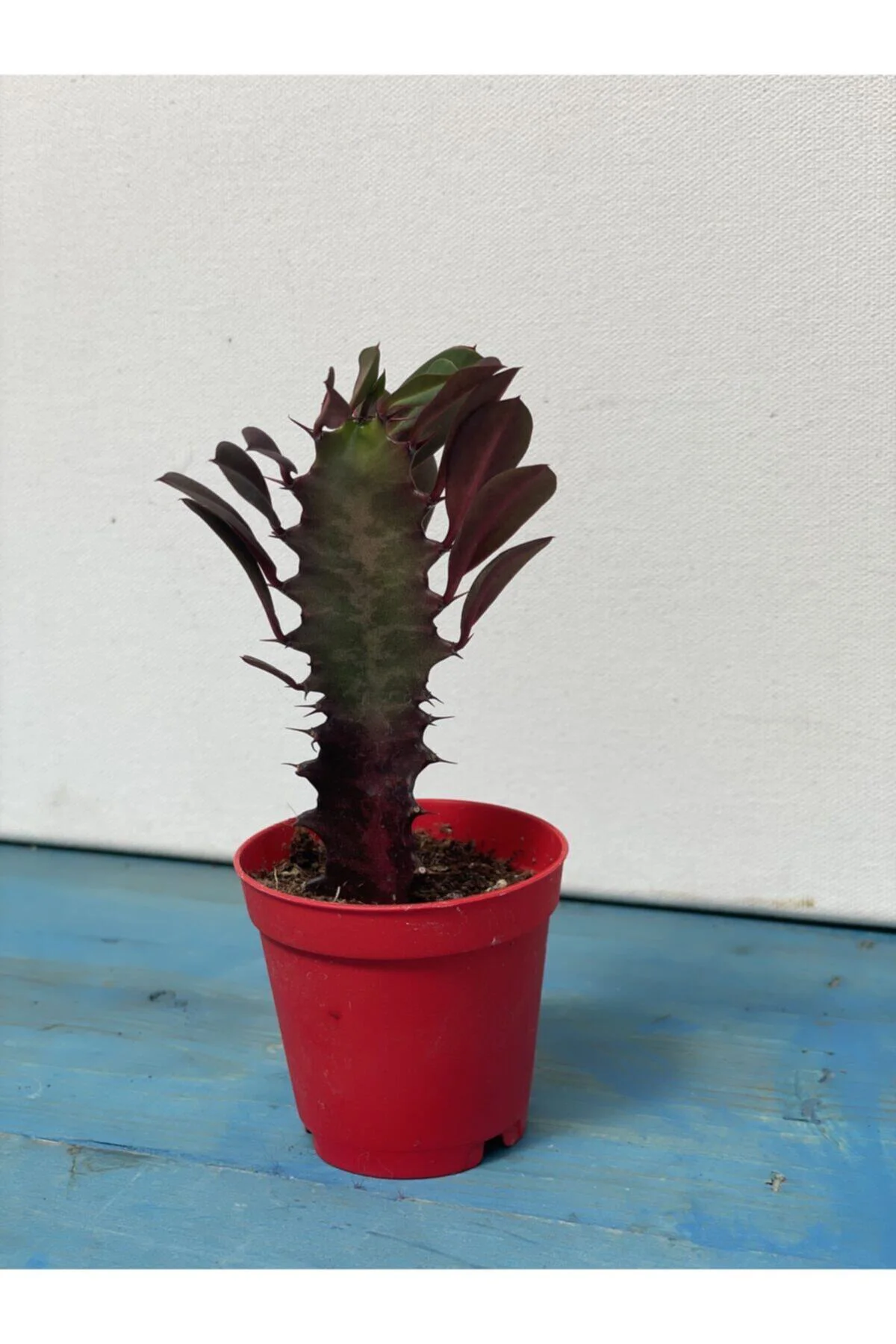Euphorbia Trigona Rubra Kırmızı -süt Ağacı - 5.5 Cm Saksı