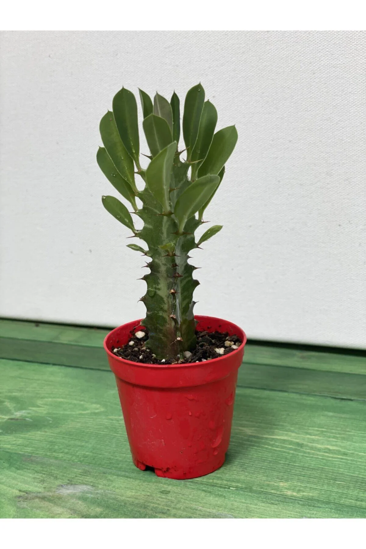 Euphorbia Trigona Rubra Yesil -süt Ağacı - 5.5 Cm Saksı Euphorbia Trigona Rubra Yesil -süt Ağacı - 5.5 Cm Saksı