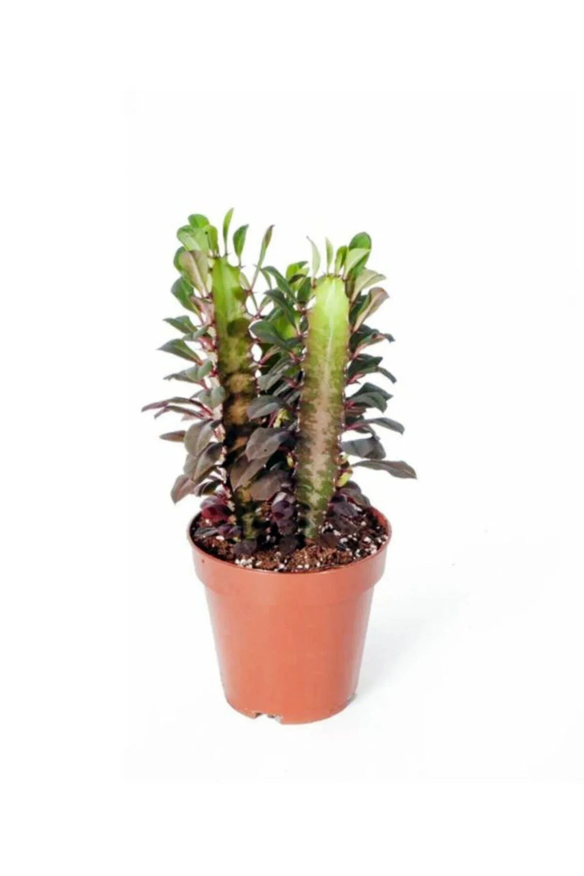 Euphorbia Trigona Rubra - Kırmızı Süt Ağacı - Ev Ofis Salon Iç Mekan Bitkisi - 15 Cm Euphorbia Trigona Rubra - Kırmızı Süt Ağacı - Ev Ofis Salon Iç Mekan Bitkisi - 15 Cm