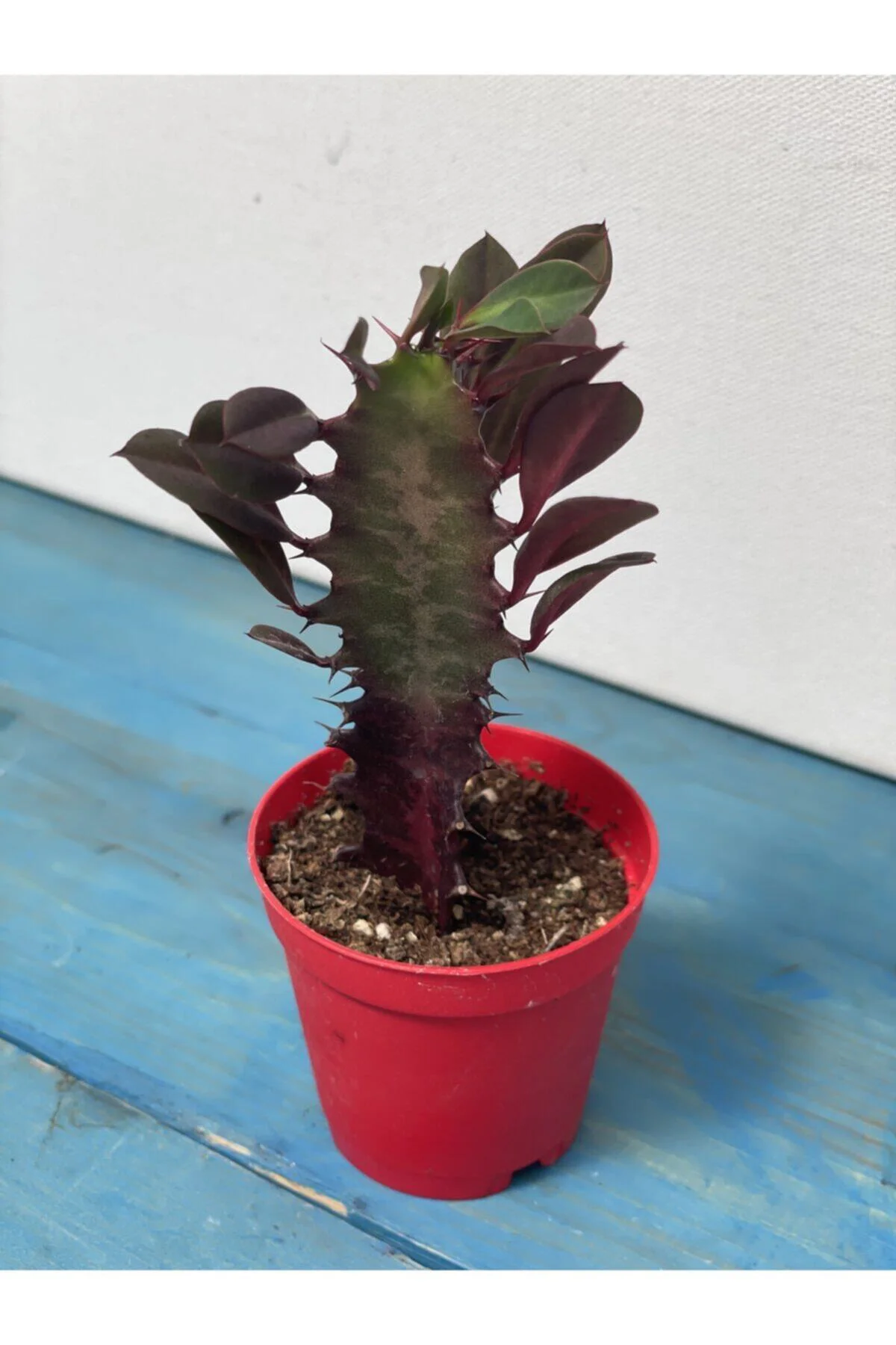 Euphorbia Trigona Rubra Kırmızı -süt Ağacı - 5.5 Cm Saksı