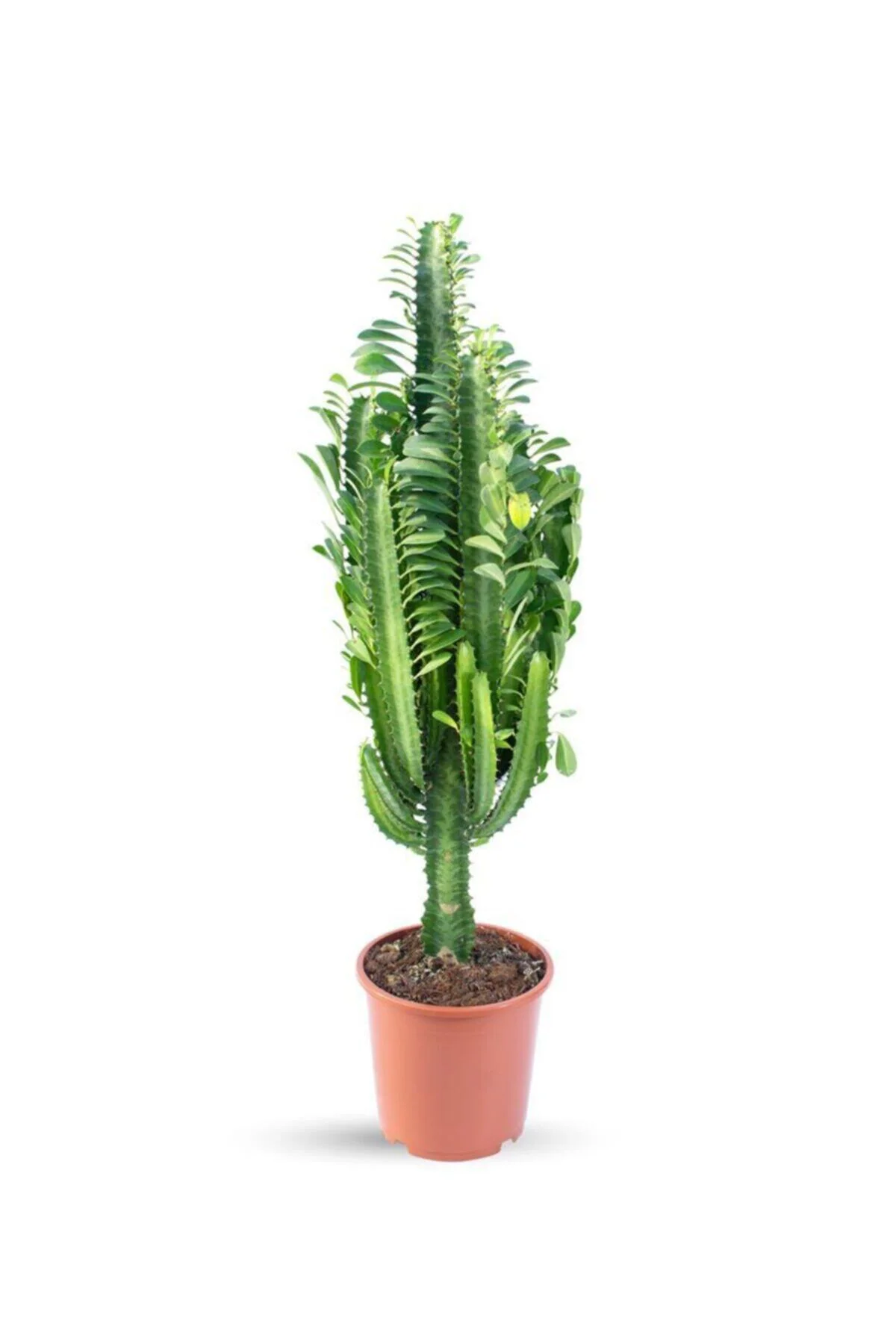 Euphorbia Trigona (süt Ağacı) Euphorbia Trigona (süt Ağacı)