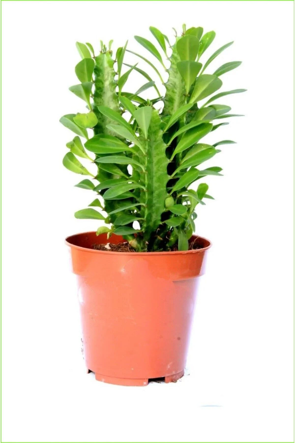 Euphorbia Trigona Süt Ağacı 8.5 Cm
