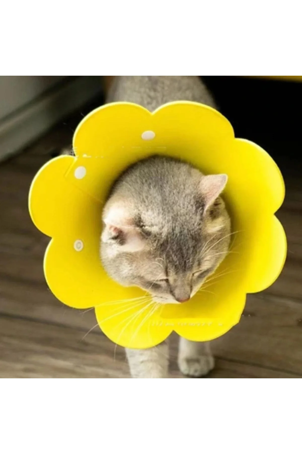 Evcil Hayvan L Boy Keçe Elizabeth Yakalığı