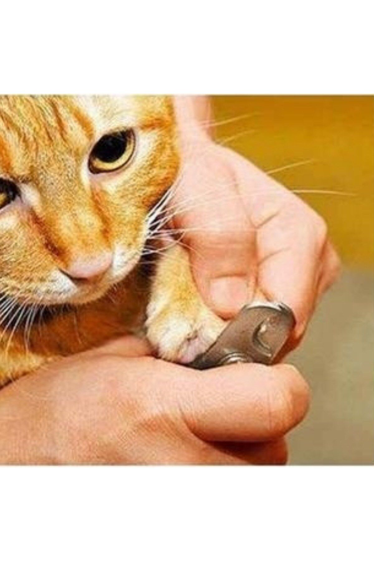 Ok Aksesuar Evcil Hayvan Tırnak Makası Ve Törpü Seti Manikür Pedikür Pati Bak Ok Aksesuar Evcil Hayvan Tırnak Makası Ve Törpü Seti Manikür Pedikür Pati Bak